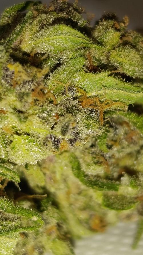 Strawberry Gorilla Rf3 Auto. Week 10