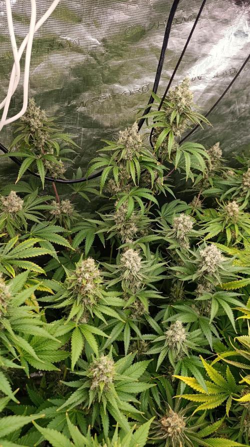 Cosmic Cheddar F1. Week 15