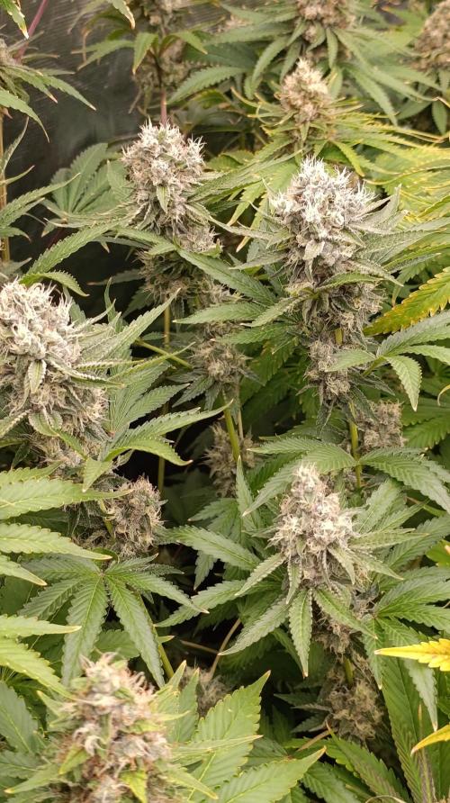 Cosmic Cheddar F1. Week 15