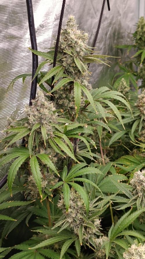 Cosmic Cheddar F1. Week 15