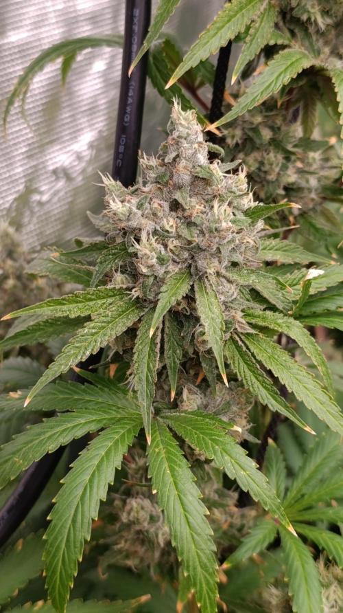Cosmic Cheddar F1. Week 15