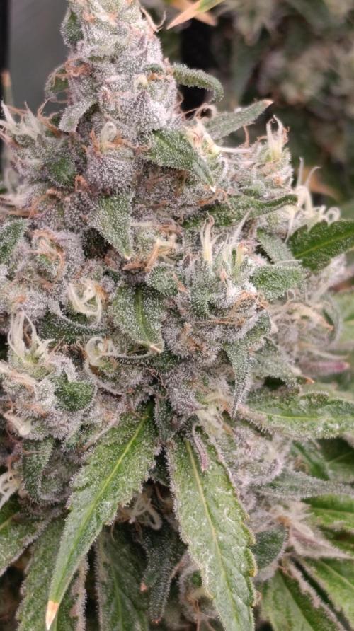 Cosmic Cheddar F1. Week 15