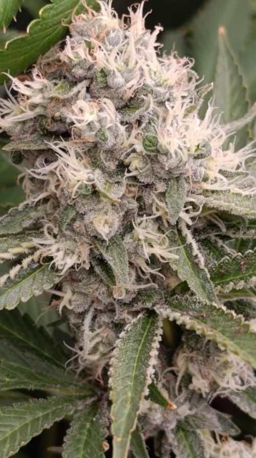 Cosmic Cheddar F1. Week 15