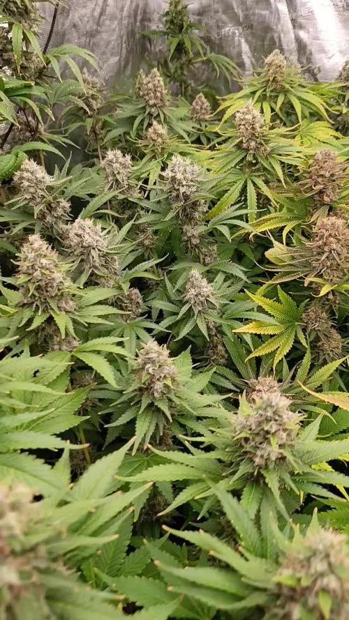 Cosmic Cheddar F1
