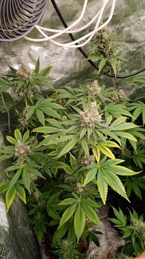 Astro Lemonade F1. Week 14