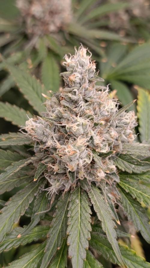 Astro Lemonade F1. Week 14