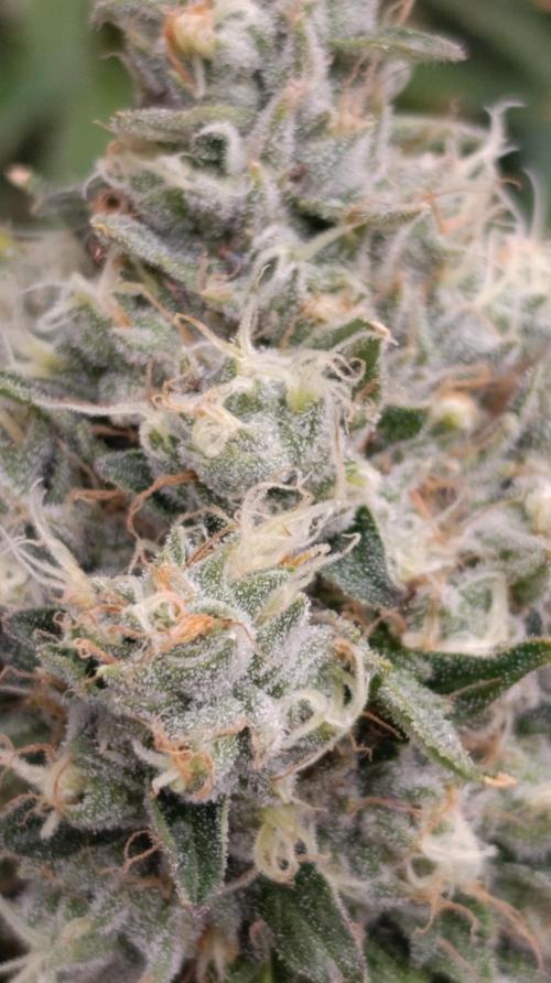 Astro Lemonade F1. Week 14