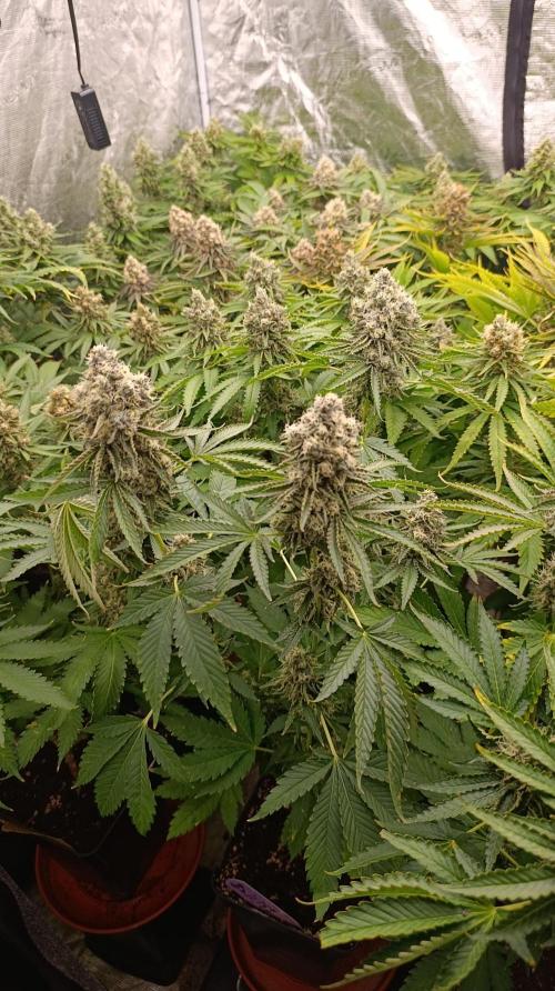 Triple Mints XXL. Week 15
