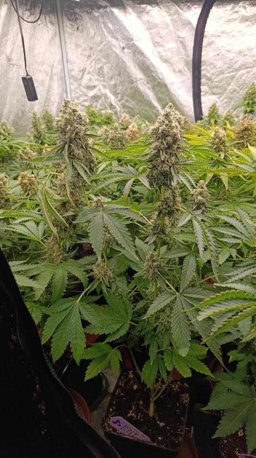 Triple Mints XXL. Week 15