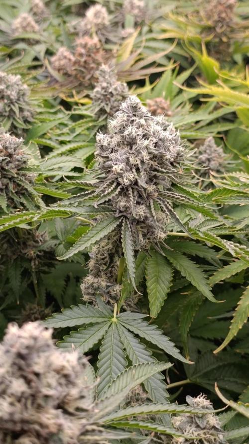Triple Mints XXL. Week 15