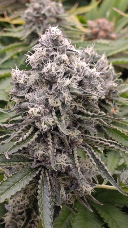 Triple Mints XXL. Week 15