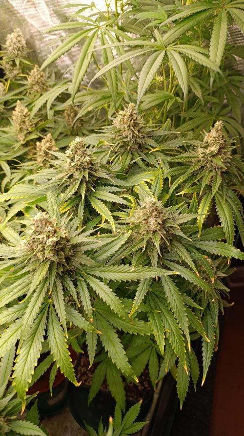 Super Lemon Cherry. Week 14