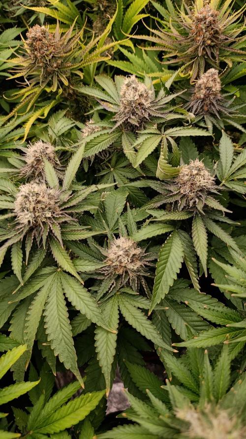 Super Lemon Cherry. Week 14