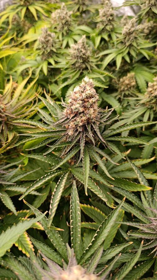 Super Lemon Cherry. Week 14