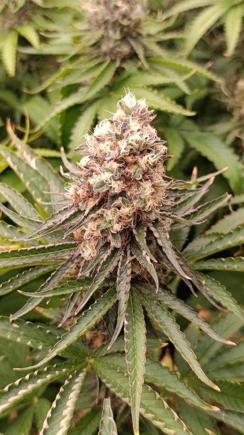 Super Lemon Cherry. Week 14