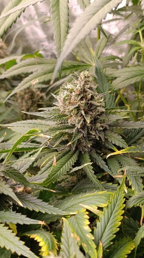 Super Lemon Cherry. Week 14