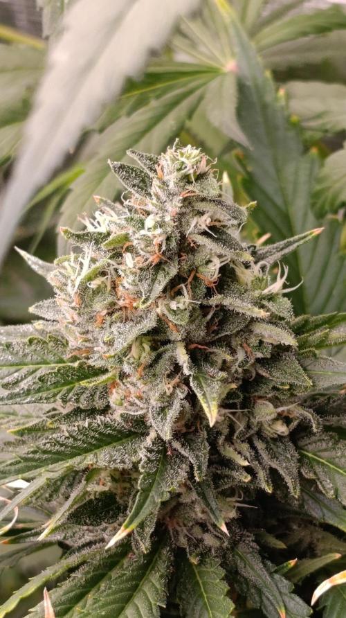 Super Lemon Cherry. Week 14