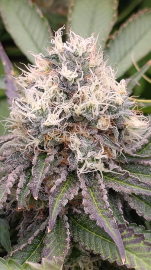 Super Lemon Cherry. Week 14