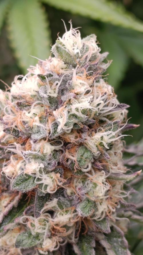 Super Lemon Cherry. Week 14