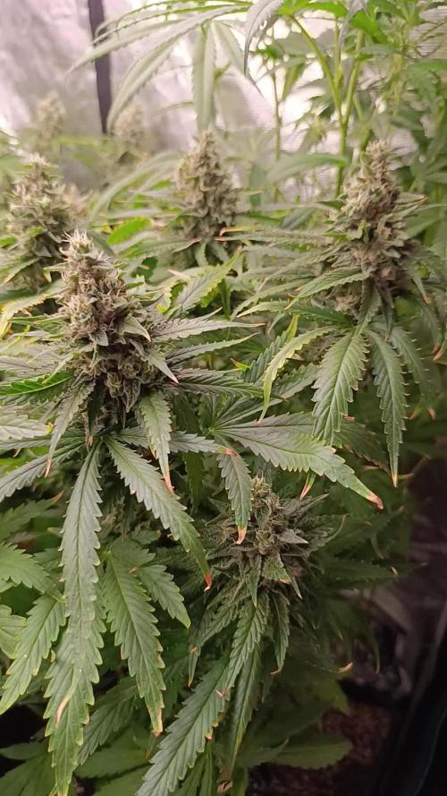 Super Lemon Cherry