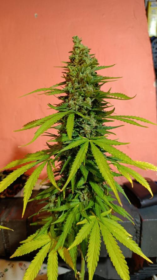 Permanent Marker XXL Auto. Week 15