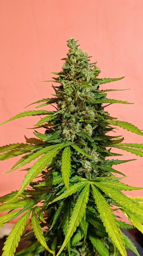 Permanent Marker XXL Auto. Week 15