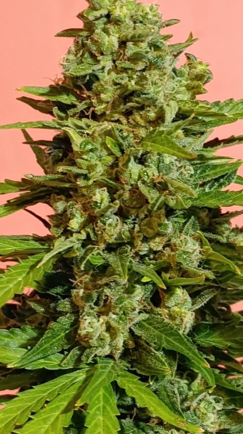 Permanent Marker XXL Auto. Week 15