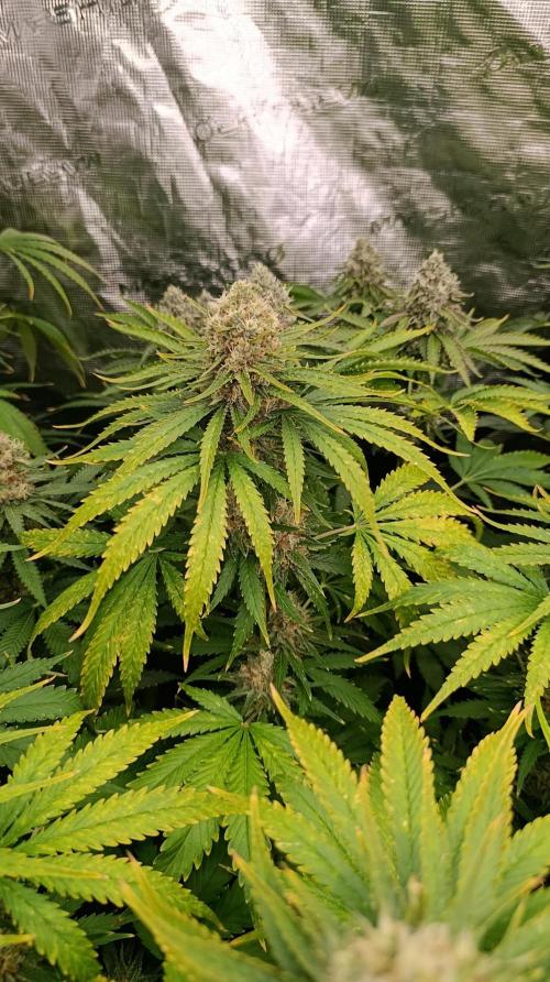 Gelonade. Week 15
