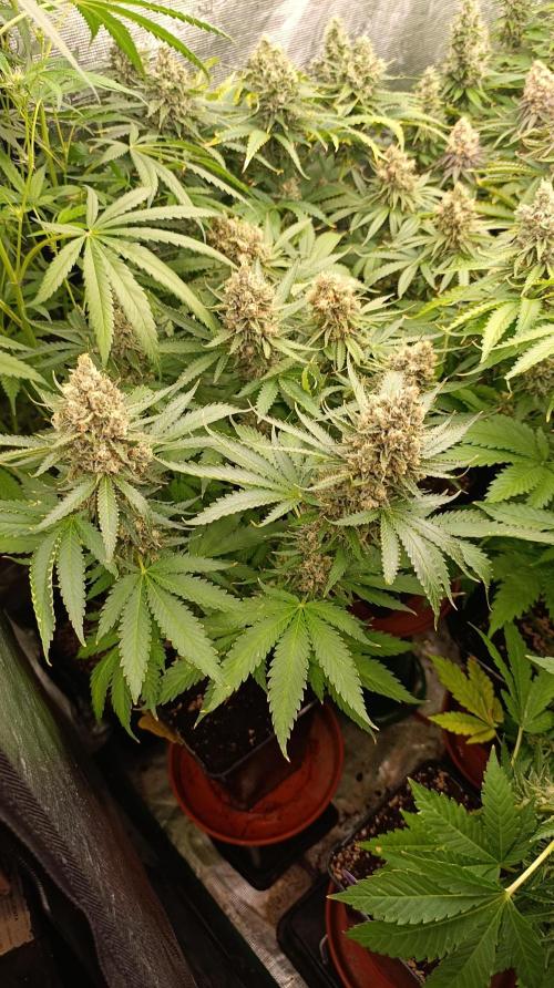 Pink Guava F1 FV. Week 15