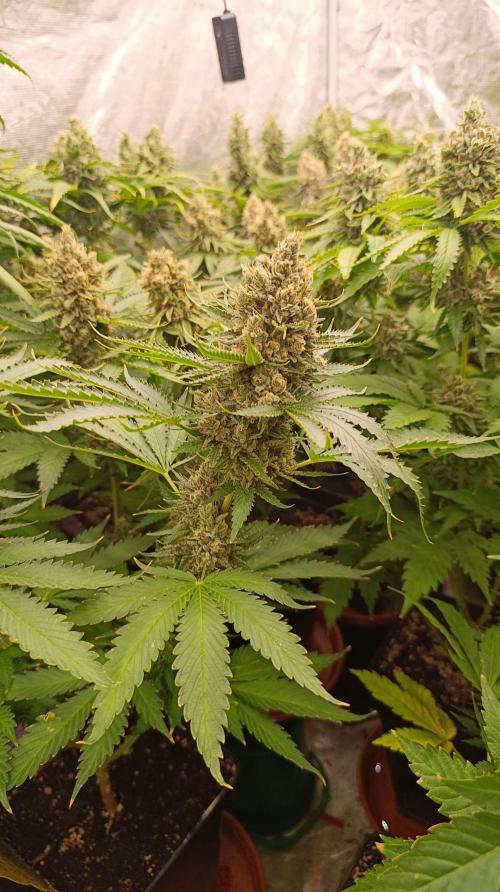 Pink Guava F1 FV. Week 15