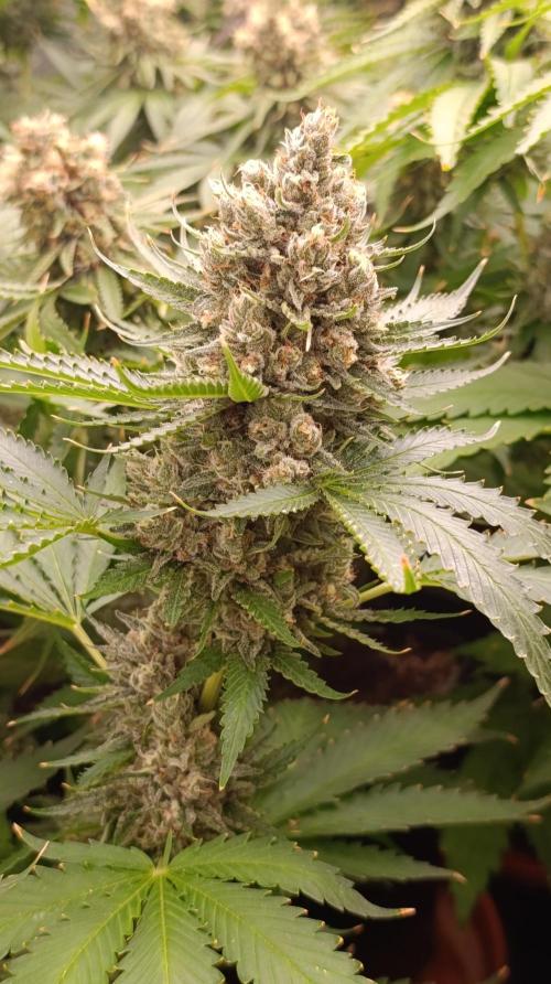 Pink Guava F1 FV. Week 15