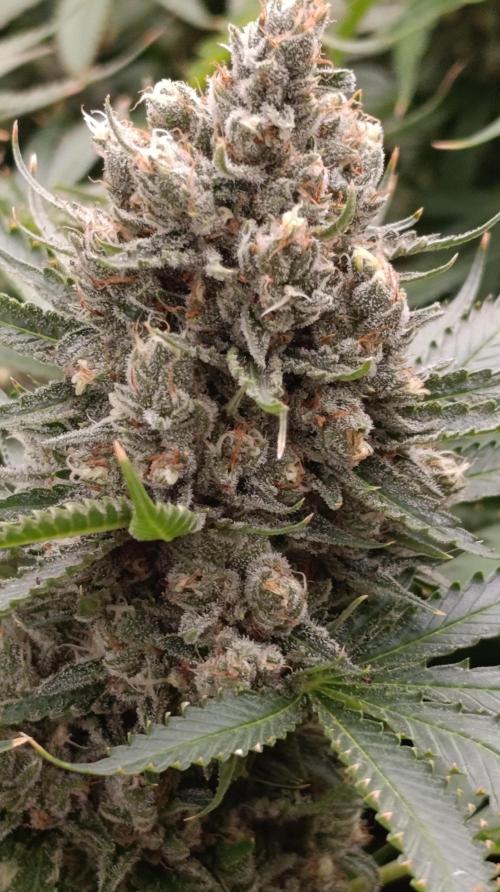 Pink Guava F1 FV. Week 15