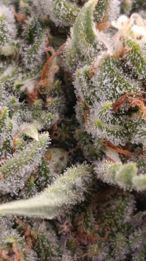 Pink Guava F1 FV. Week 15