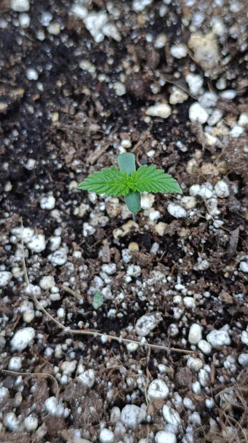 Super Boof XL Auto Outdoor. Week 1