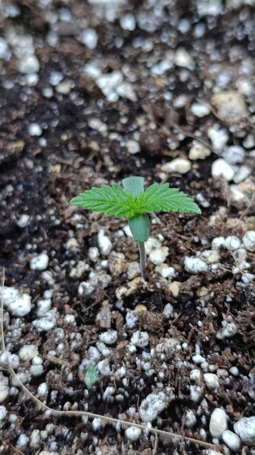 Super Boof XL Auto Outdoor. Week 1
