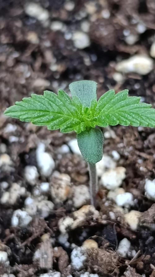 Super Boof XL Auto Outdoor. Week 1