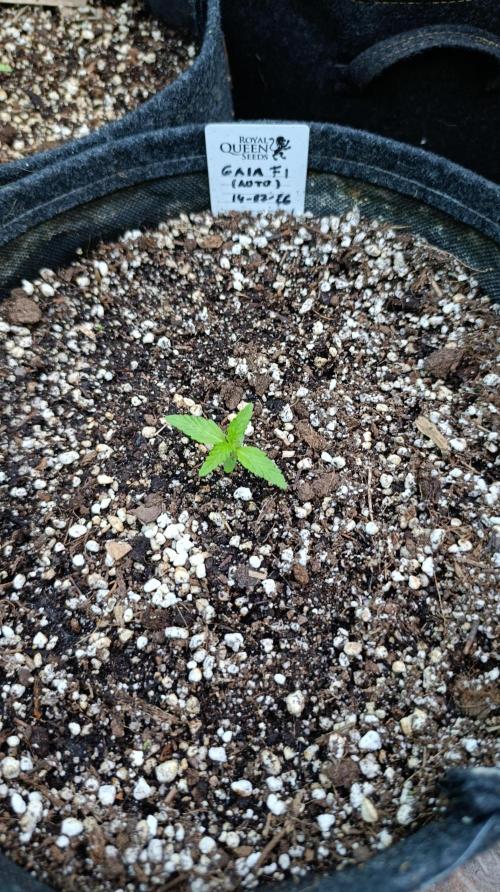Gaia F1 Auto. Week 2