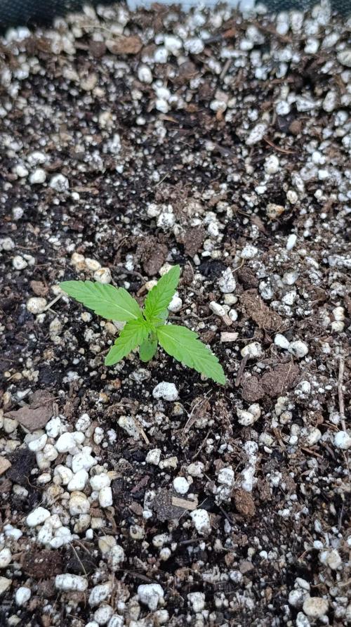 Gaia F1 Auto. Week 2