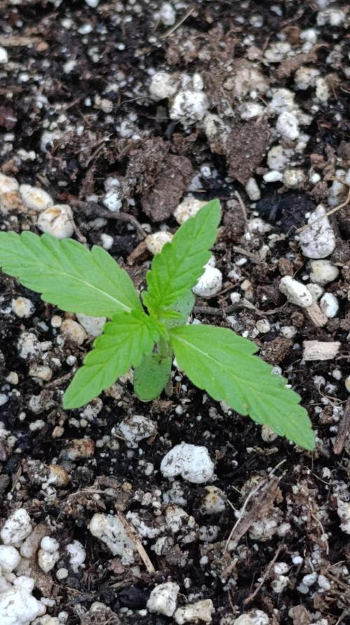 Gaia F1 Auto. Week 2