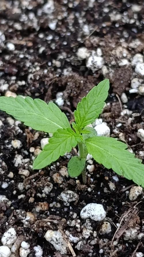 Gaia F1 Auto. Week 2