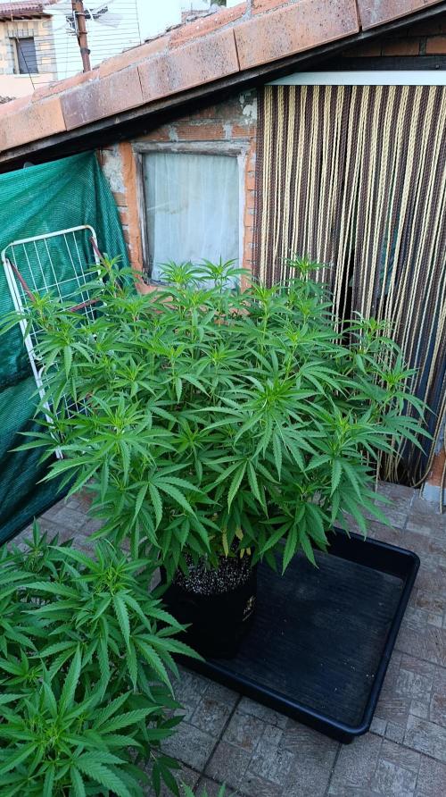 Gello Z & Xpertnutrients. Week 11