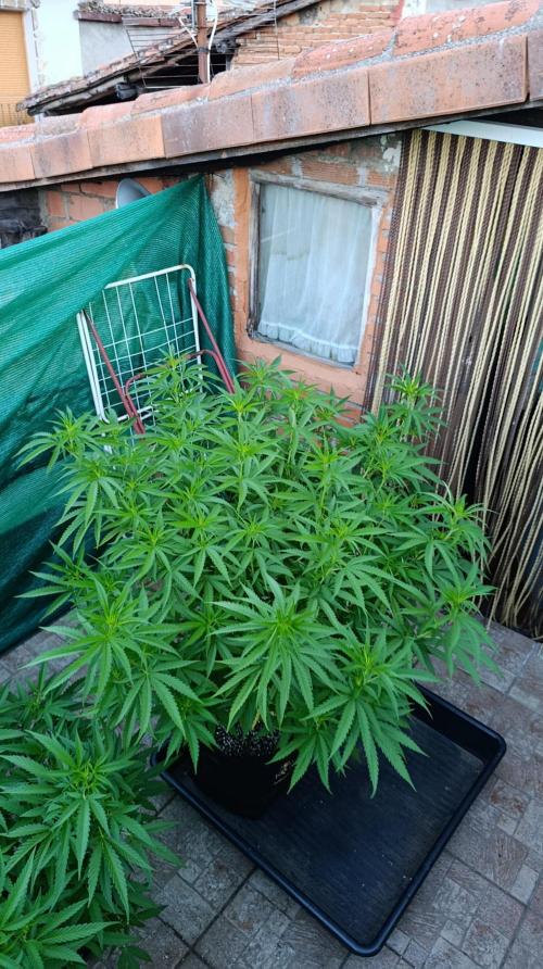 Gello Z & Xpertnutrients. Week 11