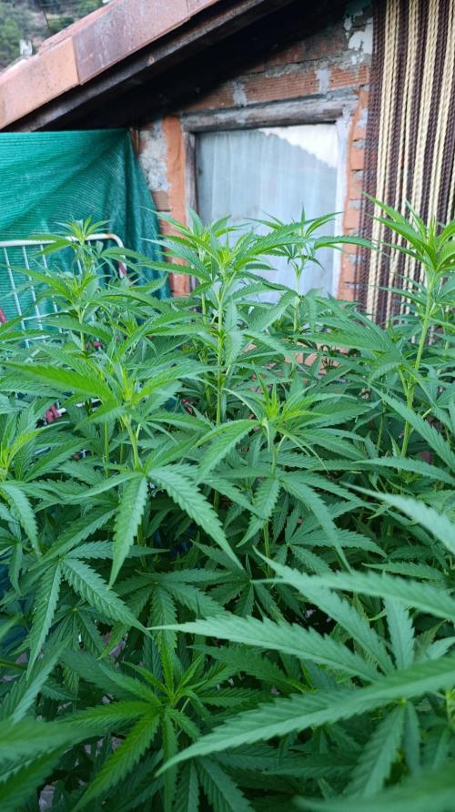 Gello Z & Xpertnutrients. Week 11