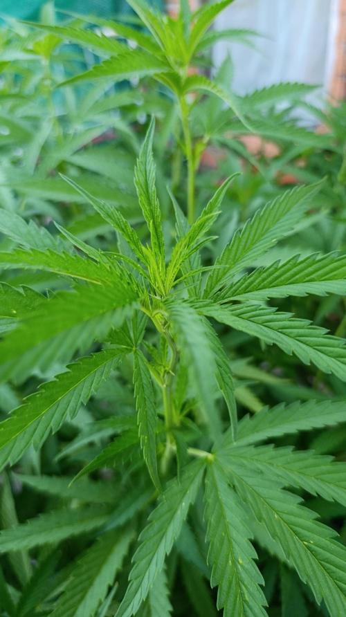 Gello Z & Xpertnutrients. Week 11