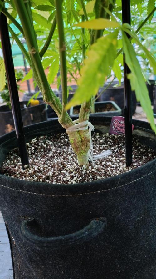 Gello Z & Xpertnutrients. Week 11