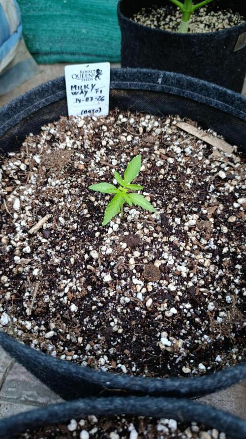 Milky Way F1 Auto. Week 2