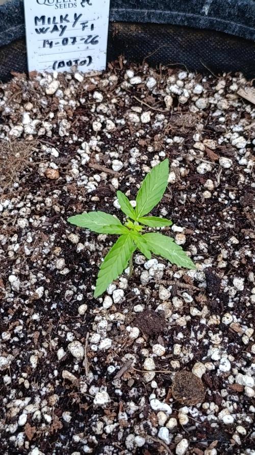 Milky Way F1 Auto. Week 2