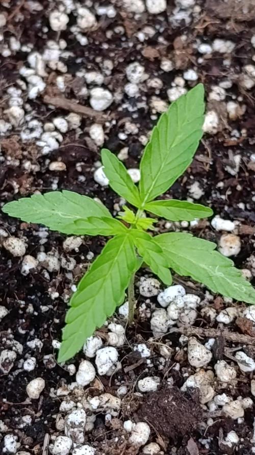 Milky Way F1 Auto. Week 2