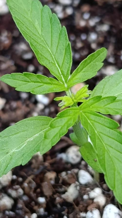 Milky Way F1 Auto. Week 2