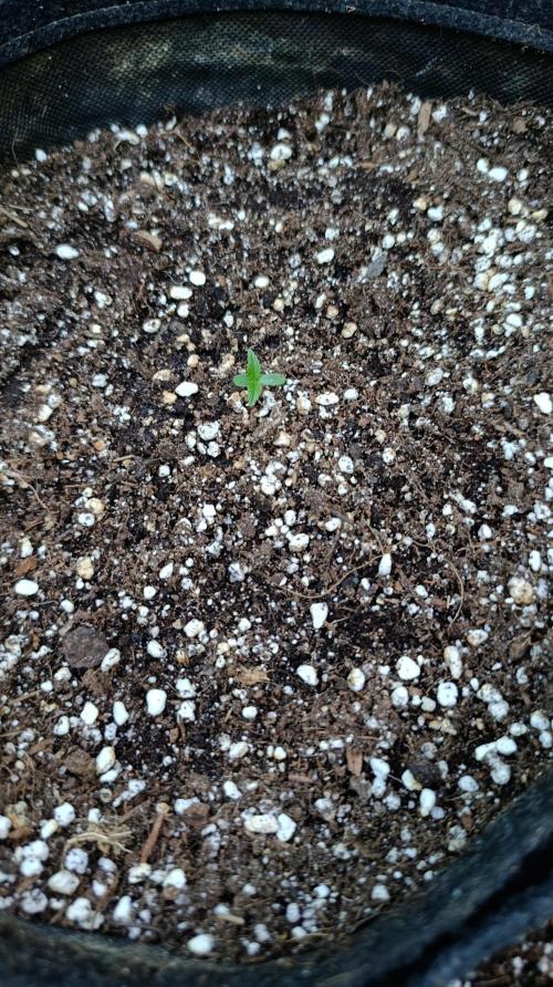 Papaya Zoap Auto. Week 1